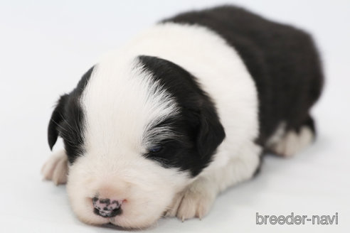 成約済の神奈川県のボーダーコリー-359955の8枚目